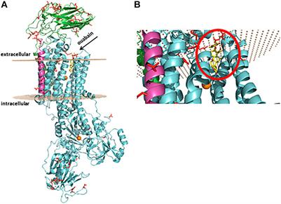 Effect of ouabain on calcium signaling in rodent brain: A systematic review of in vitro studies